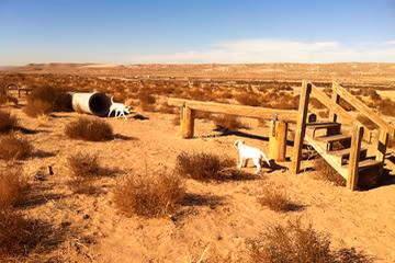 Dog Park at Montessa Park photo 1